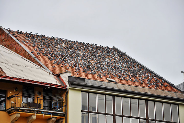 A2B Pest Control are able to install spikes to deter birds from roofs in Rochdale. 