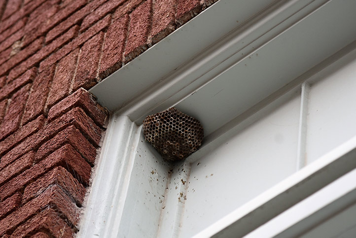 We provide a wasp nest removal service for domestic and commercial properties in Rochdale.